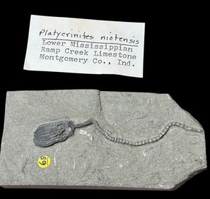 Ancient Platycrinites Niotensis Fossil