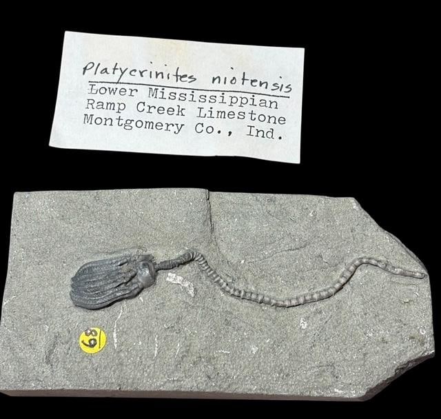 Ancient Platycrinites Niotensis Fossil: Ancient platycrinites niotensis. Lower Mississipean, Ramp Creek Limestone, Montgomery County Indiana. Measures 2" x 4" x .75". Weighs 4.1 oz. For in-house shipping, select "bidder arranged". Domestic