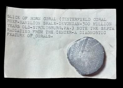 Ancient Slice of Horn Coral 300 Million Years Old