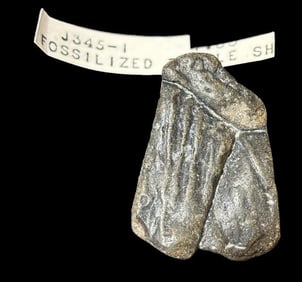 Fossilized Turtle Shell Piece