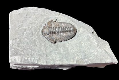 Ancient Trilobite - Flexicalymene Meeki