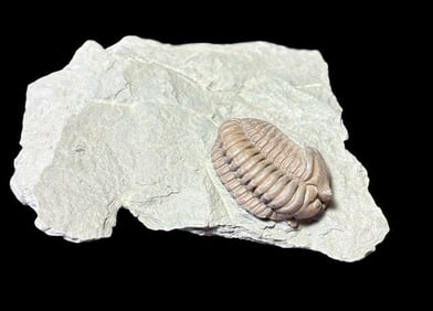 Ancient Trilobite - Flexicalymene Meeki