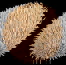 Mid Century Danish Sea Urchin Wooden Table Lamp