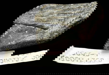 Fossilized Turtle Shell Piece: Fossilized turtle shell piece. Measures 1.75" x .75" and weighs .5 oz.