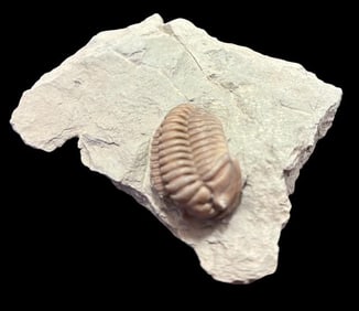 Ancient Trilobite - Flexicalymene Meeki Fossil