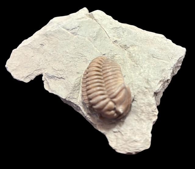Ancient Trilobite - Flexicalymene Meeki Fossil (1 of 2)