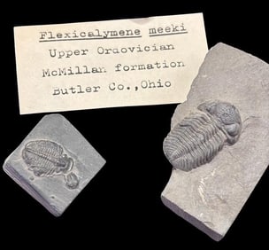 Lot of Two Ancient Trilobite - Flexicalymene Meeki Fossils