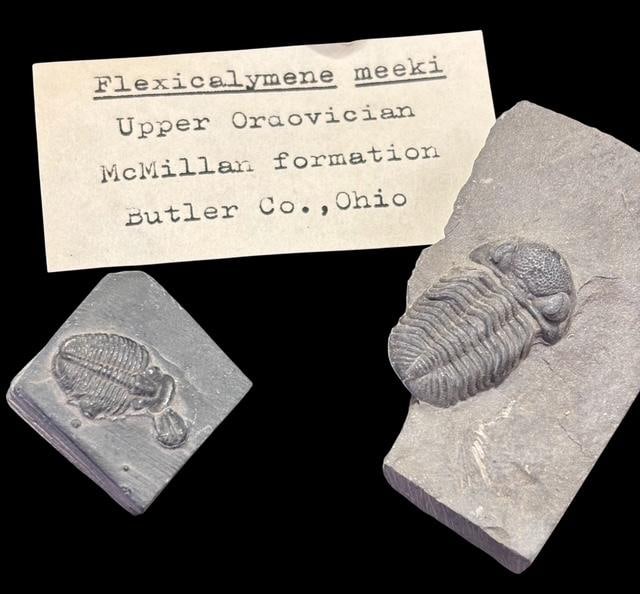 Lot of Two Ancient Trilobite - Flexicalymene Meeki Fossils (1 of 1)