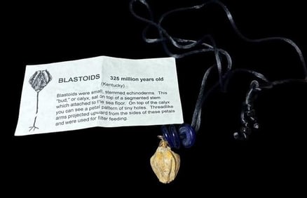 Prehistoric Blastoid 325 Million Year Old Pendant
