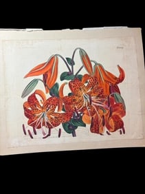 1809 Hand Colored Tiger Lilies Book Plate