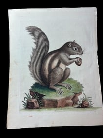 Antique 1742 Signed George Edwards Hand Colored Squirrel Book Plate