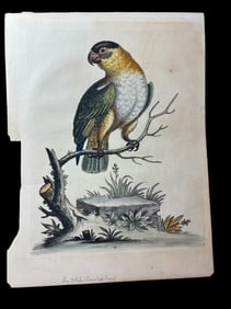 Antique Hand-Colored "The Parakeet from Carraccos" Book Plate