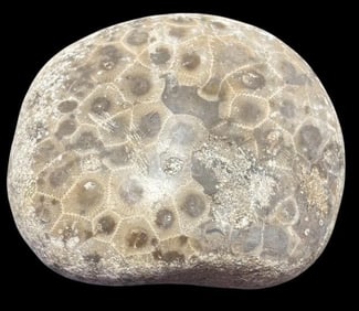 Petoskey Stone Michigan, USA Fossil