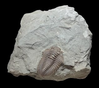 Ancient Trilobite - Flexicalymene Meeki Fossil