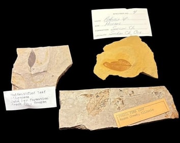 Lot of Three Fossilized Leaves