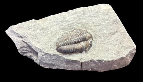 Ancient Trilobite - Flexicalymene Meeki Fossil