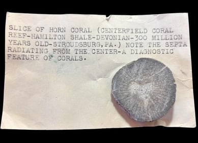 Ancient Slice of Horn Coral 300 Million Years Old