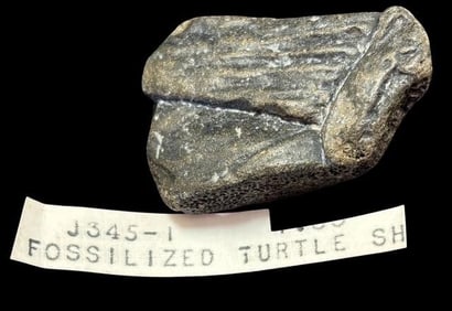 Fossilized Turtle Shell Piece