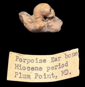 Fossilized Porpoise Ear Bone RARE Miocene Period