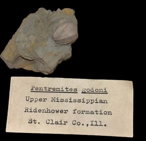 Pentremites Godoni Fossil