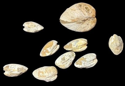 Lot of Nine Fossilized Clams Pleistoncene Period
