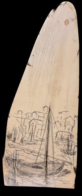 Scrimshaw Walrus Tusk (1 of 4)