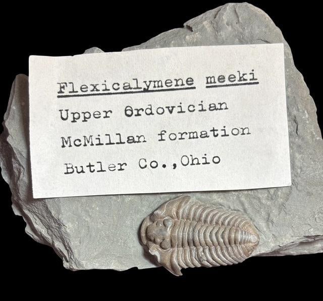 Ancient Trilobite - Flexicalymene Meeki: Flexicalymene Meeki Trilobite. Upper Ordovician, McMillan formation, Butler County, Ohio. Measures 3" x 2" x 1". Weighs 4.79 oz.