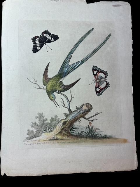 Antique Hand-Colored Book Plate The Long Tailed Hummingbird Signed George Edwards: Antique George Edwards, "The Long Tailed Hummingbird," hand-colored book plate 33 Published in accordance to Act of Parliament, May 1742. Size 12.25" x 9.5".