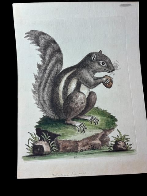 Antique 1742 Hand Colored Squirrel Book Plate Signed George Edwards: Antique George Edwards hand colored book plate. "The Barbarian Squirrel," marked in pencil. 1742 marked on rock, from page 198. Size 12" x 9".