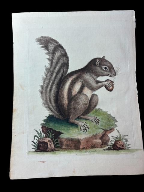 Antique 1742 Signed George Edwards Hand Colored Squirrel Book Plate: Antique George Edwards hand colored book plate. "The Barbarian Squirrel," marked in pencil. 1742 marked on rock, from page 198. Size 12" x 9".