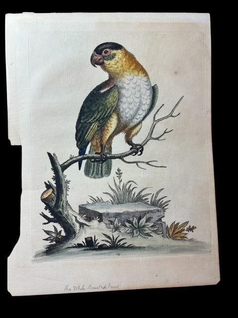 Antique Hand-Colored "The Parakeet from Carraccos" Book Plate (1 of 2)