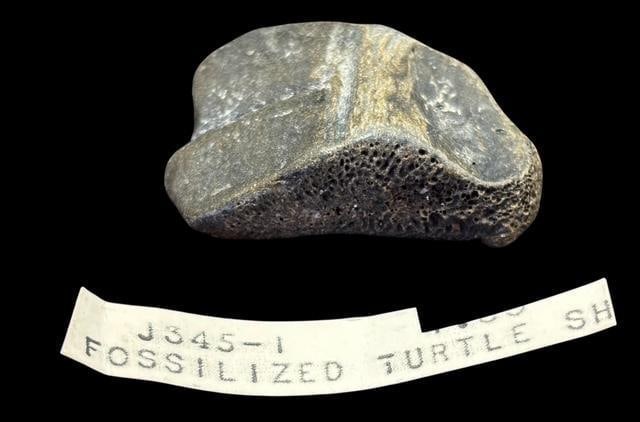 Fossilized Turtle Shell Piece - 2