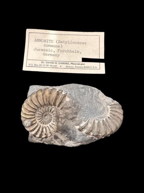 Ammonite Datylioceras Commune Jurassic Age Fossil: Ancient ammonite datylioceras commune. Jurassic age, Forcheim Germany. Measures 2.5" x 1.5" x 1.25", weighs 4.3 oz.