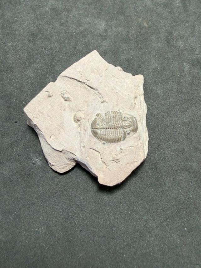 Trilobite Fossil 500 million years old: Trilobite fossil. 490-510 million years old. Measures 2.25" x 2".