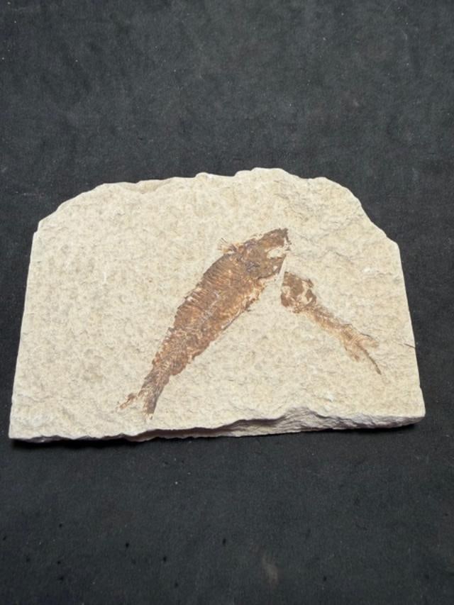Knightia Fossil Fish 50 million years old: Knightia fossil fish. Herring like fish. Approximately 50 million years old. Measures 4.5" x 3".