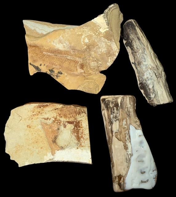 Lot of Petrified Wood and Fossilized Fish (1 of 2)