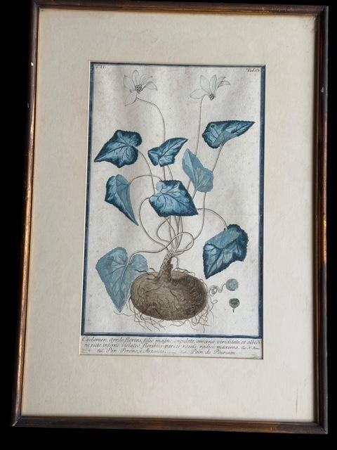 Botanical Print Hand Colored Etching (1 of 3)