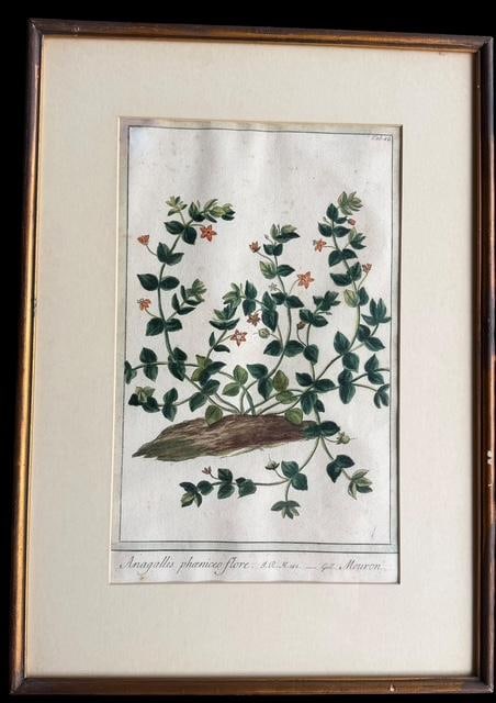 Botanical Print Attributed to M. Bouchard (1 of 3)