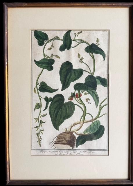 Botanical Print Attributed to M. Bouchard (1 of 4)
