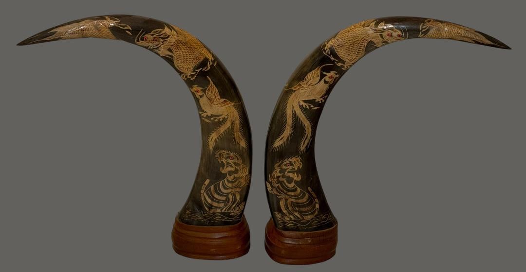 Antique Asian Handcarved Water Buffalo Horns Dragon and Phoenix: Asian hand-carved buffalo horns on wooden bases Dragon and Phoenix carvings on horns with red jeweled eyes. Measures 21" x 16" x 4".