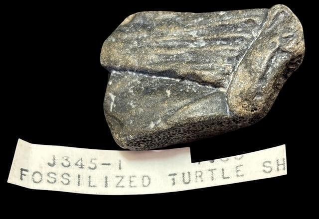 Fossilized Turtle Shell Piece (1 of 2)