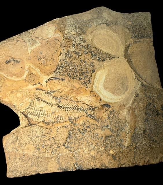 Prehistoric Fossilized Fish (1 of 2)