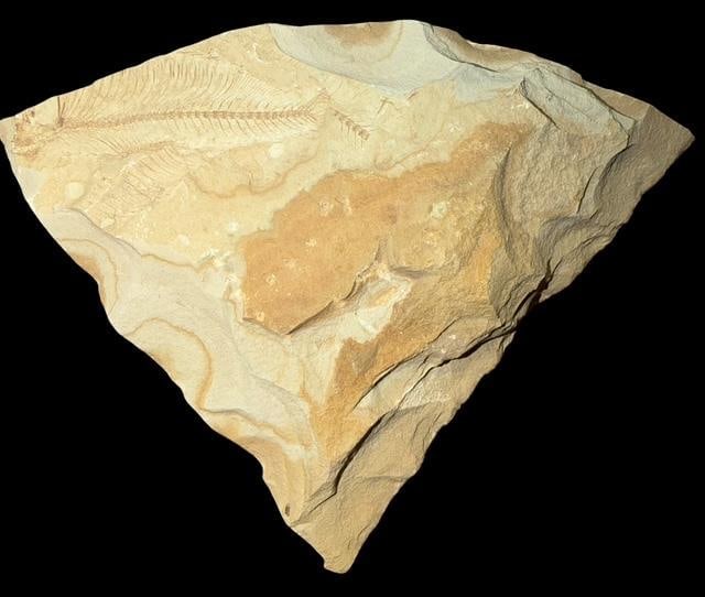 Prehistoric Fossilized Fish (1 of 2)