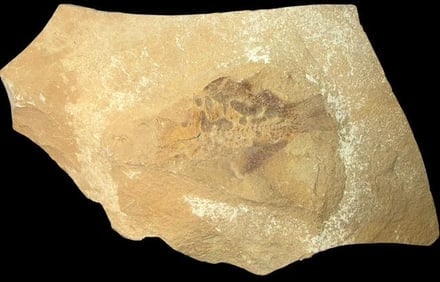 Prehistoric Fossilized Fish (1 of 1)