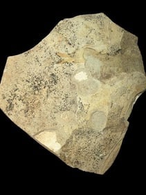 Prehistoric Fossilized Fish (1 of 2)