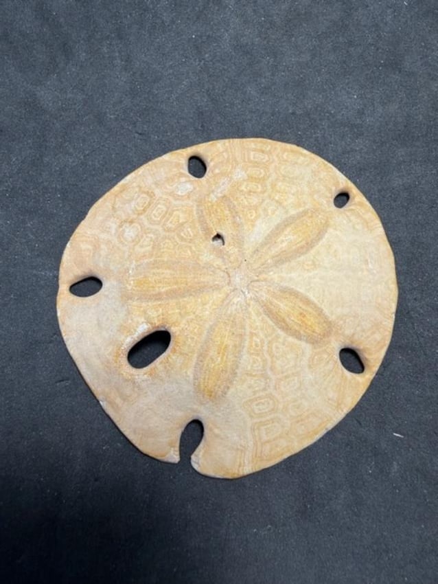 Fossilized Sand Dollar 150 Million Years Old (1 of 2)