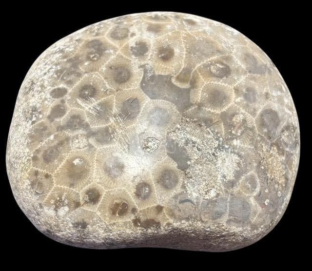 Petoskey Stone Michigan, USA Fossil (1 of 2)