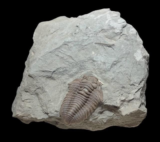 Ancient Trilobite - Flexicalymene Meeki Fossil (1 of 2)