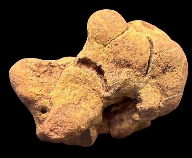 Petrified Coprolite Fossil Dinosaur Droppings 100 million Years Old (1 of 2)