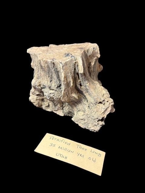 Petrified Tree Limb - 35 Million Years Old, Utah: Petrified tree branch. 35 million years old. From Utah. Measures 4" x 3.5".